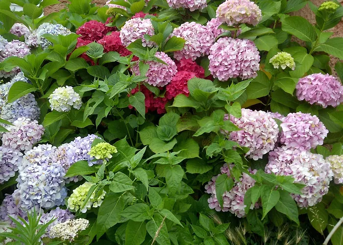 Hotel La Casa Del Abuelo Tapia De Casariego
