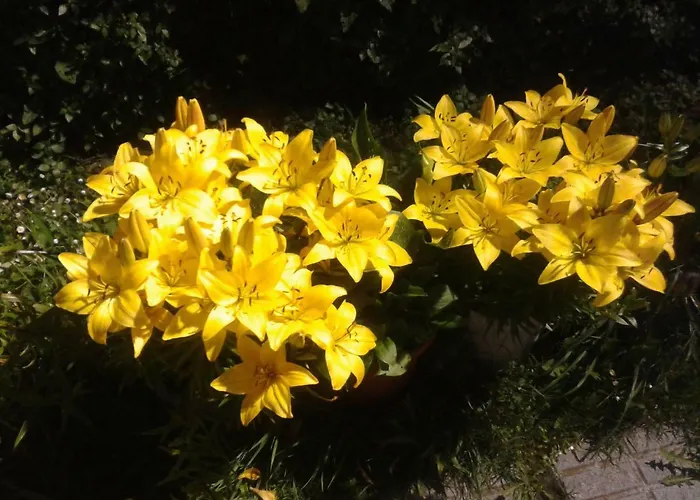 Hotel La Casa Del Abuelo Tapia De Casariego