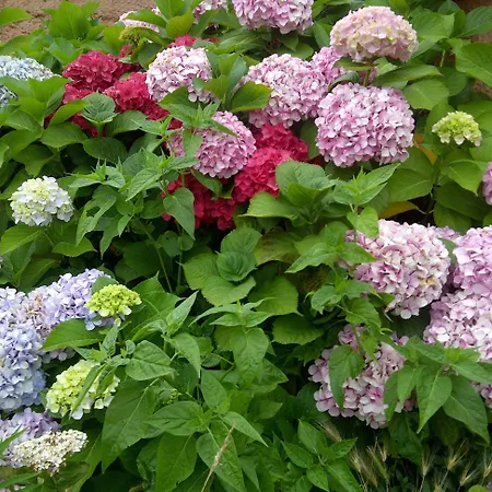 Hotel La Casa Del Abuelo Tapia De Casariego